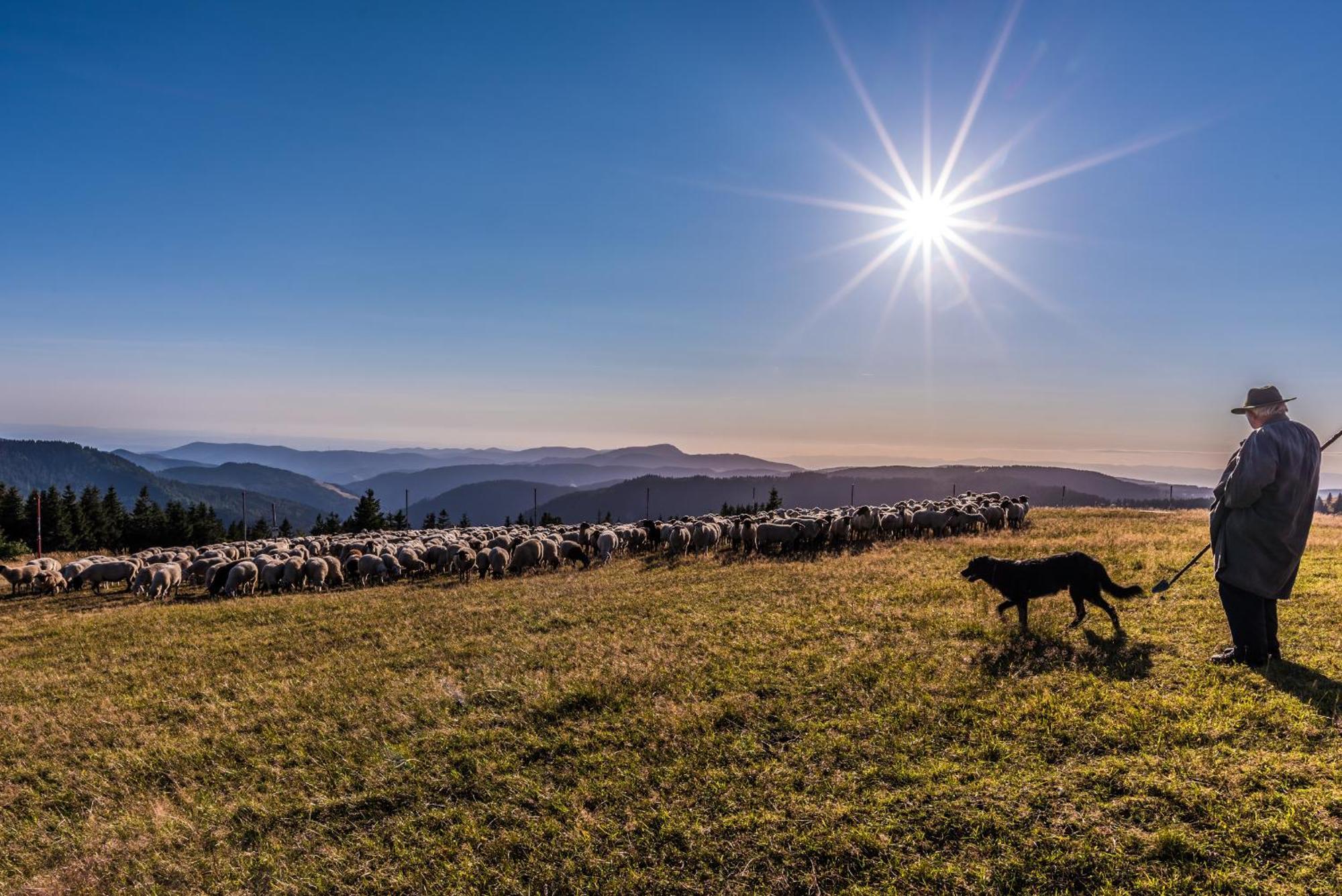 Haus Wiesenquelle - Fewo 14 "Timeout", Feldberg Rinken Dış mekan fotoğraf
