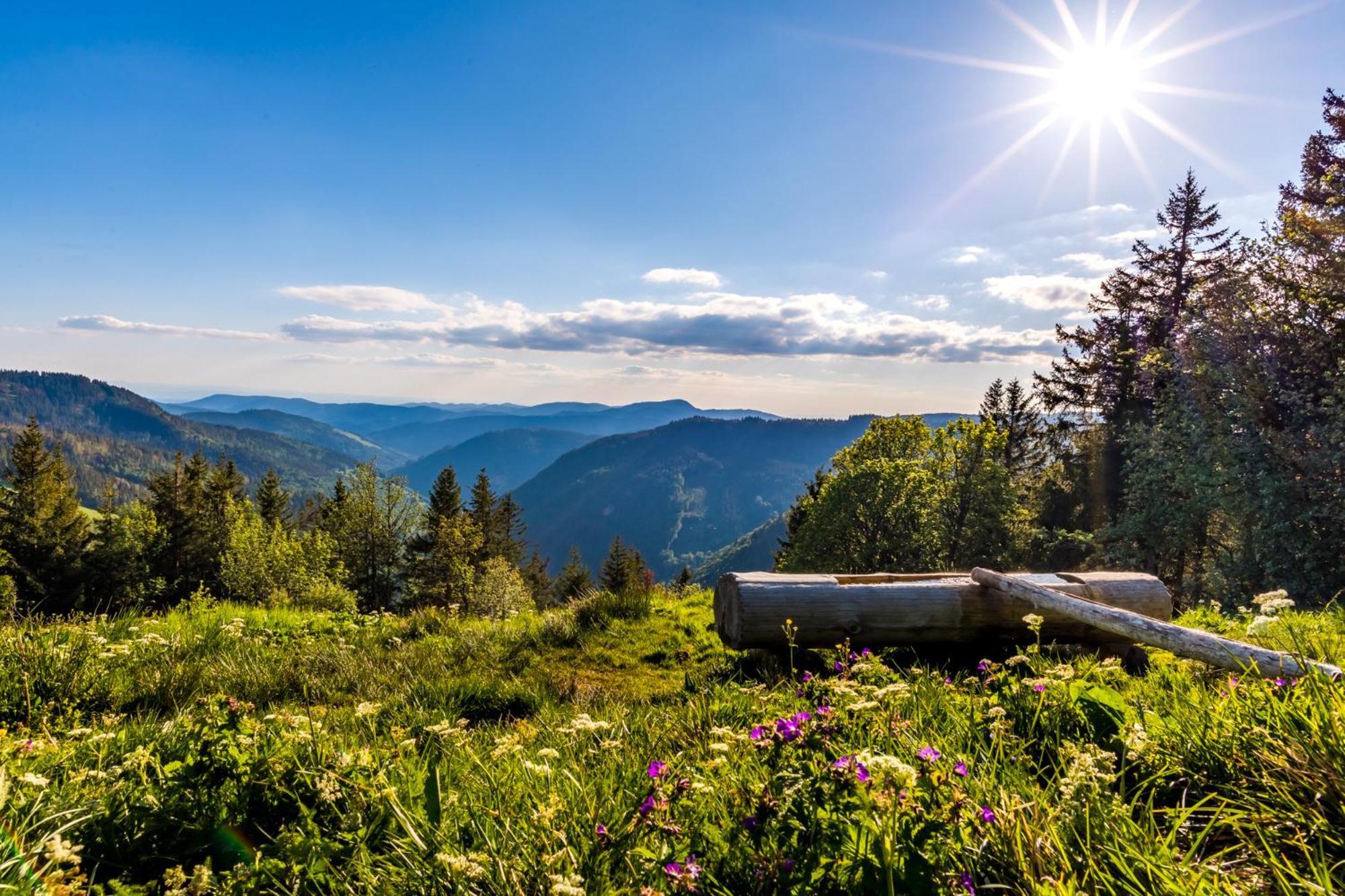Haus Wiesenquelle - Fewo 14 "Timeout", Feldberg Rinken Dış mekan fotoğraf